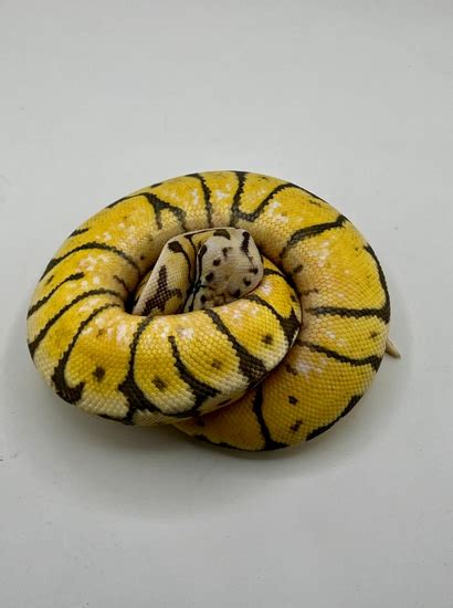 Killerbee TH Hypo Vpi Zebra Ball Python by Ozark Mountain Morphs