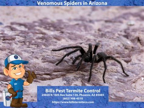 How Dangerous Are Spiders In Arizona Bills Pest Termite Control