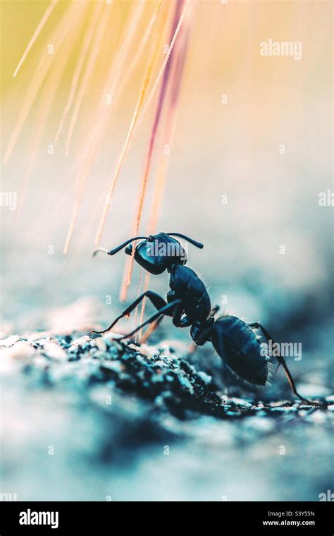 Macro Photography - Ant Stock Photo - Alamy