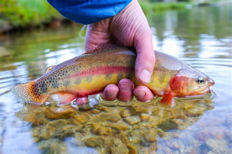 California State Fish: Golden State, Golden Species