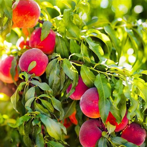 2 Contender Peach Trees Live Plant Cold Hardy Semi Dwarf Large Sweet Peaches Self Pollinating Etsy