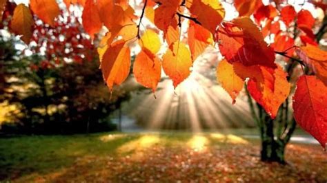 Foliage Dove Andare Per Ammirarlo In Toscana Cinque Luoghi Da Non Perdere