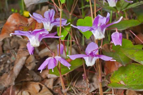 Epimedium: varieties, growing & plant care - Plantura