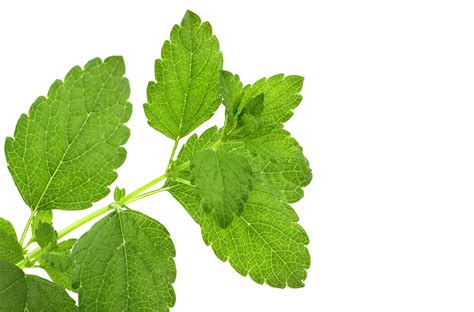 How To Grow Lemon Balm Indoors Outdoors Complete Guide