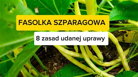 Fasolka szparagowa karłowa 8 zasad udanej uprawy YouTube