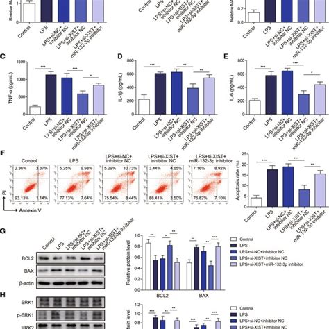 Xist Knockdown Attenuated Lps Induced Injury Via Mir P Mapk Axis