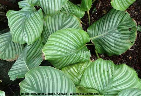 Calathea Orbifolia Care And Growing Guide With Pictures