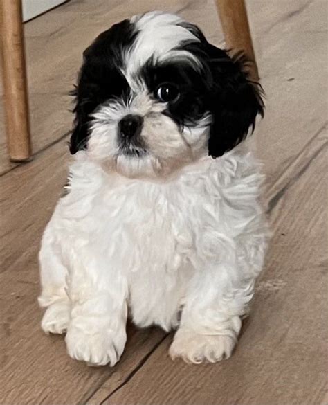 Shih tzu szczeniak suczka Jędrzychowice OLX pl