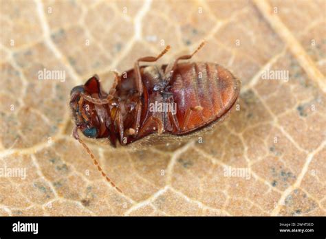 Lasioderma Sp Commonly Known As The Cigarette Beetle Cigar Beetle Or