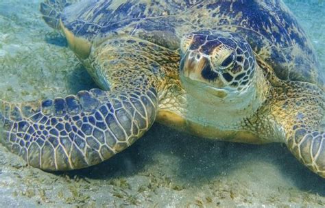 Green Sea Turtle Stock Photos, Images and Backgrounds for Free Download