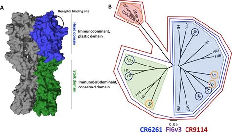 Structure And Classification Of Influenza Virus Hemagglutinins HA