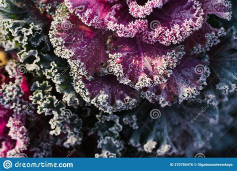 Ornamental Decorative Cabbage Covered With A Morning Frost Stock Photo