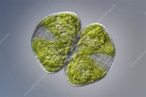 Green Algae Light Micrograph Stock Image C0568343 Science Photo