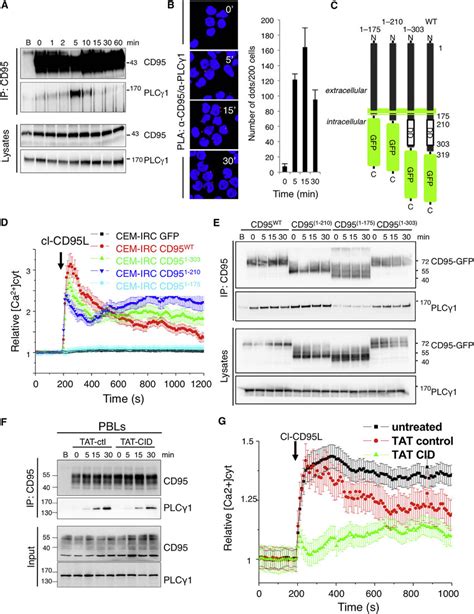 Cd95 Induces A Dd Independent Ca 2 Response A Cem T Cells Were