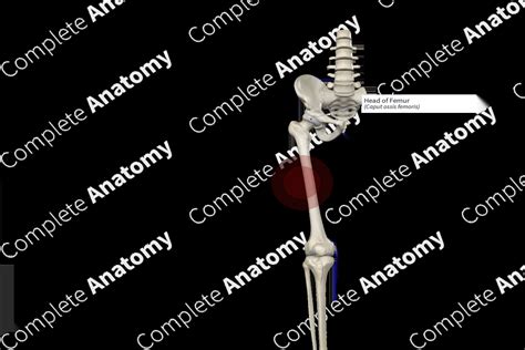 Head of Femur | Complete Anatomy