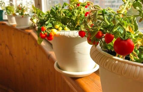 How to Grow Cherry Tomatoes in Pots - Culture and Agriculture