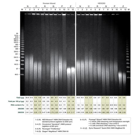 Monarch Hmw Dna Extraction Kits New England Biolabs France