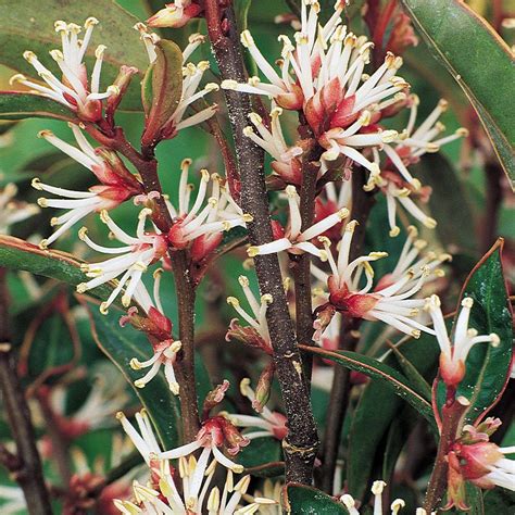 Sarcococca Hookeriana Var Humilis Van Meuwen