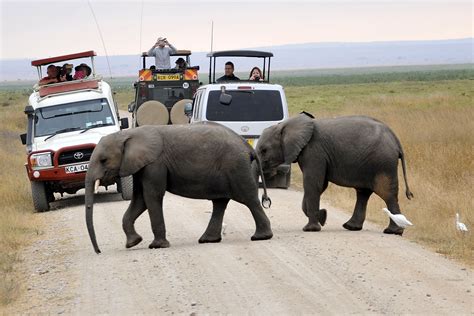 4 Days Tsavo East And Amboseli Safari | Kenya Wildlife Safari | Tours