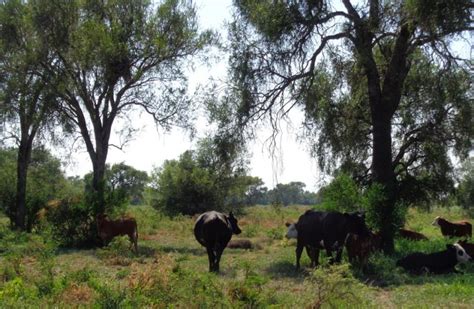 Ley agroforestal en Córdoba a seis años de su sanción cuáles son sus