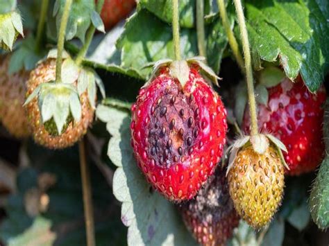 Pests And Diseases In Strawberry How To Identify And Control Them