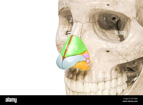 Nasal Cavity Anatomy Model