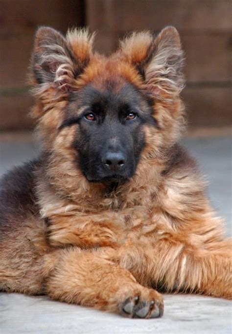 83 Best Long Haired Gsd Images On Pinterest German Shepherd