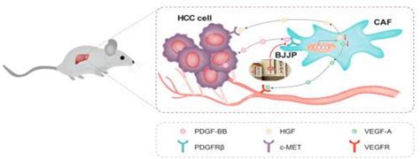 Biejiajian Pill Inhibits Progression Of Hepatocellular Carcinoma By