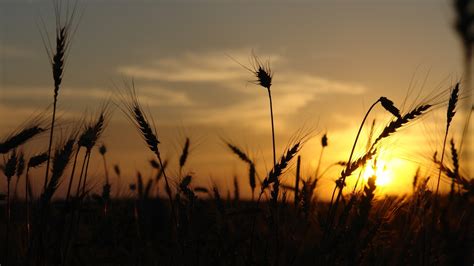 sunlight, Sunset, Wheat, Silhouette, Nature Wallpapers HD / Desktop and ...