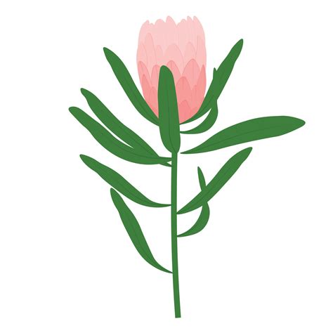 Protea Flowers Vector Stock Illustration Blooming Pink Royal Protea