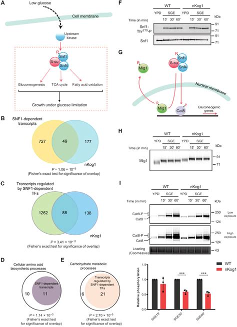 Kog Controls Snf Ampk Dependent Outputs In Glucose And Amino