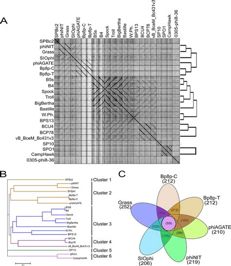 Comparative Genome Analysis Of Phage Bp P C A Dot Plot Analysis Of