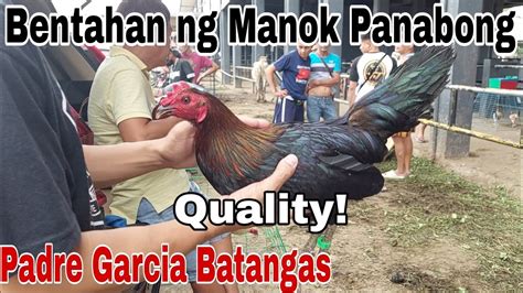 Mga Quality Ang Manok Bentahan Ng Manok Panabong Sa Padre Garcia