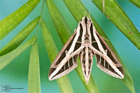 Banded Sphinx Moth Eumorpha Fasciatus By Colinhuttonphoto On Deviantart