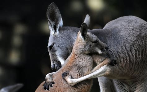 Kangaroo Love Cubs Two Hug Hd Wallpaper Rare Gallery