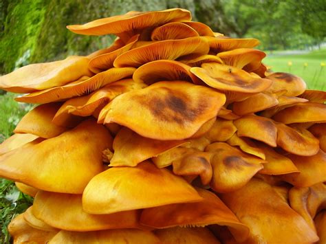 Jack O Lantern Mushroom Lichens And Mushrooms Of Virginia Inaturalist