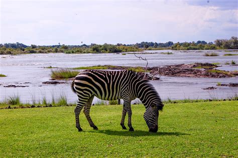 Kinderweltreise ǀ Sambia Tiere Pflanzen