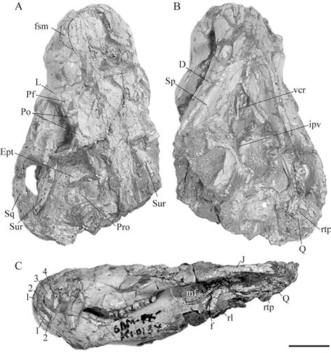 Figure 1 From A New Cynodont Record From The Tropidostoma Assemblage