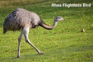 Which Birds Cannot Fly Flightless Birds Characteristics Earth Reminder