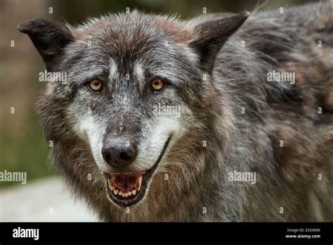 Close-up of an Eastern timber wolf with mouth open (Canis lupus lycaon ...