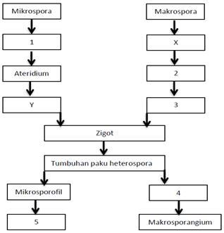 Soal Metagenesis Lumut Dan Paku Kl 9 Materi Soal