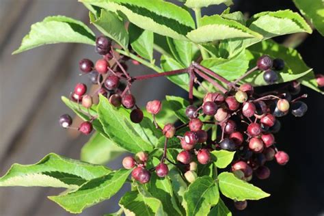 Kostenloser Versand Sambucus Nigra Haschberg Schwarzen Holunder