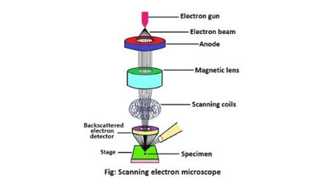 Scanning electron microscope: Structure & description - sciencequery.com