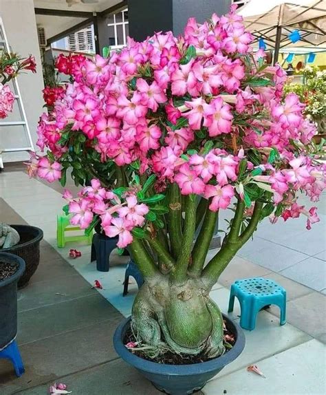 Flor O Rosa Del Desierto Caracter Sticas Cuidados Y Floraci N