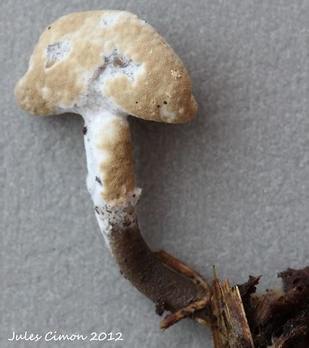 Hypomyces cervinigenus Espèce parasitée Helvella macropus Flickr