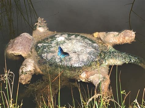 Found The Alligator Snapping Turtle That Was Residing In My Pond