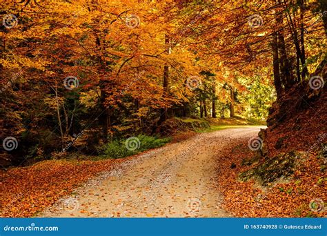 Otoño En El Bosque De Las Montañas De Los Cárpatos Rumania Foto de