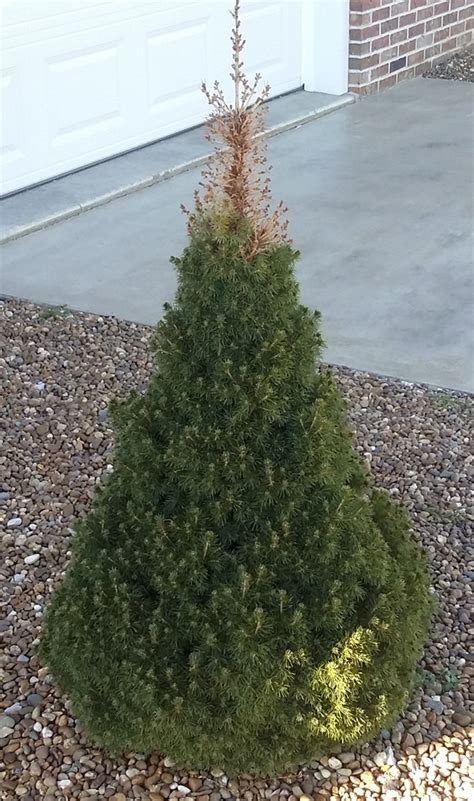 Spider Mite Damage Spruce