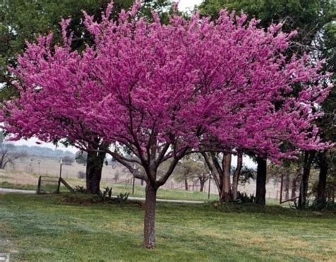 Cercis Siliquastrum ALBERO DI GIUDA Vivai Frappetta Roma Flower