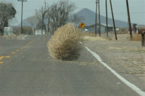 The True Importance Of Tumbleweeds Letterpile